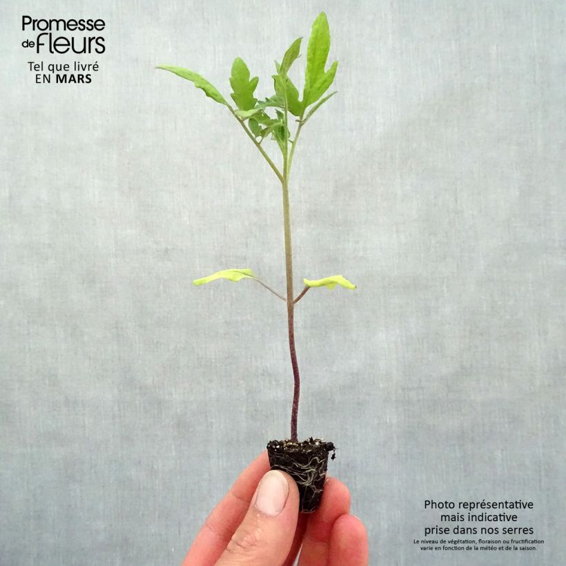 Tomate Buffalo Steak F1 minicepellón: Ø 3/4 cm Ejemplar entregado en la primavera