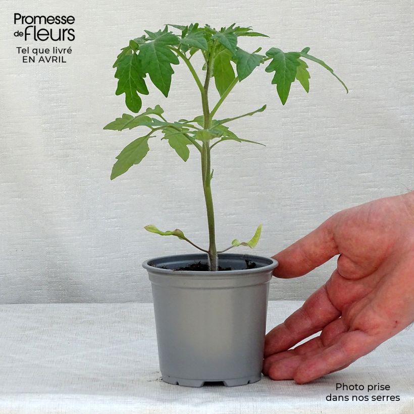 Tomate Buffalo Steak F1 Maceta de 8/9 cm Ejemplar entregado en la primavera
