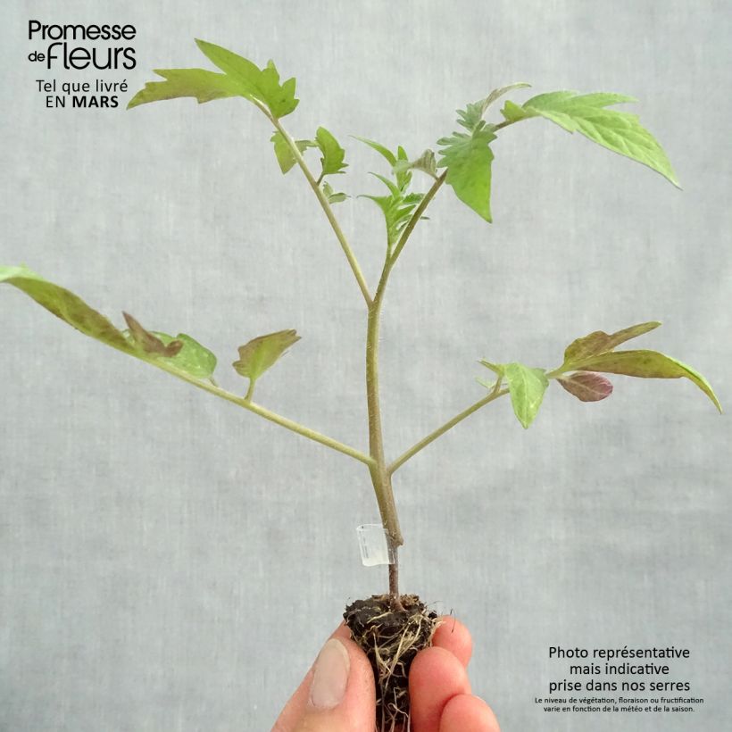 Tomate Buffalo Steak F1 (Plantas de tomate injertadas) minicepellón: Ø 1,5/2,5 cm Ejemplar entregado en la primavera