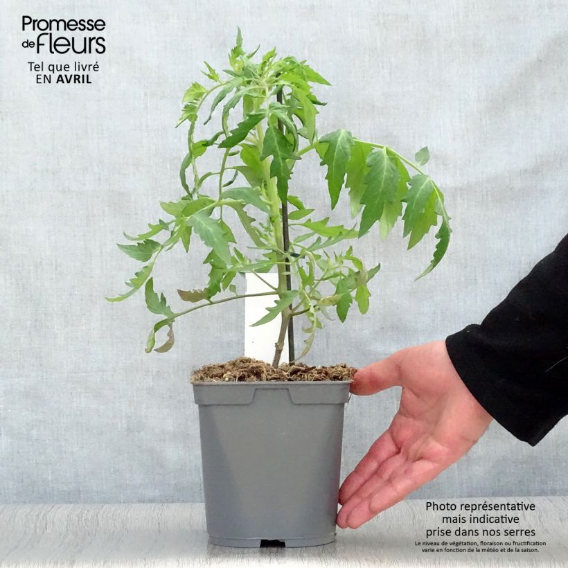 Tomate Cauralina F1 (Plantas de tomate injertadas) Maceta 2L/3L Ejemplar entregado en la primavera