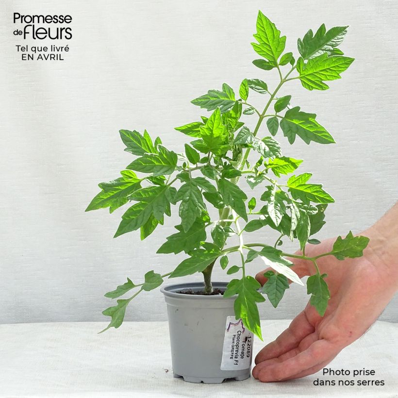 Tomate Chocoprevia F1 (Nerondo) Maceta de 10 cm/11 cm Ejemplar entregado en la primavera
