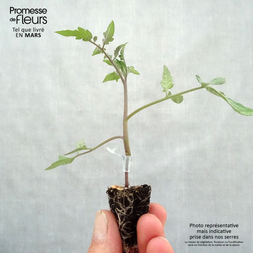 Tomate Chocoprevia F1 (Nerondo) minicepellón: Ø 3/4 cm Ejemplar entregado en la primavera