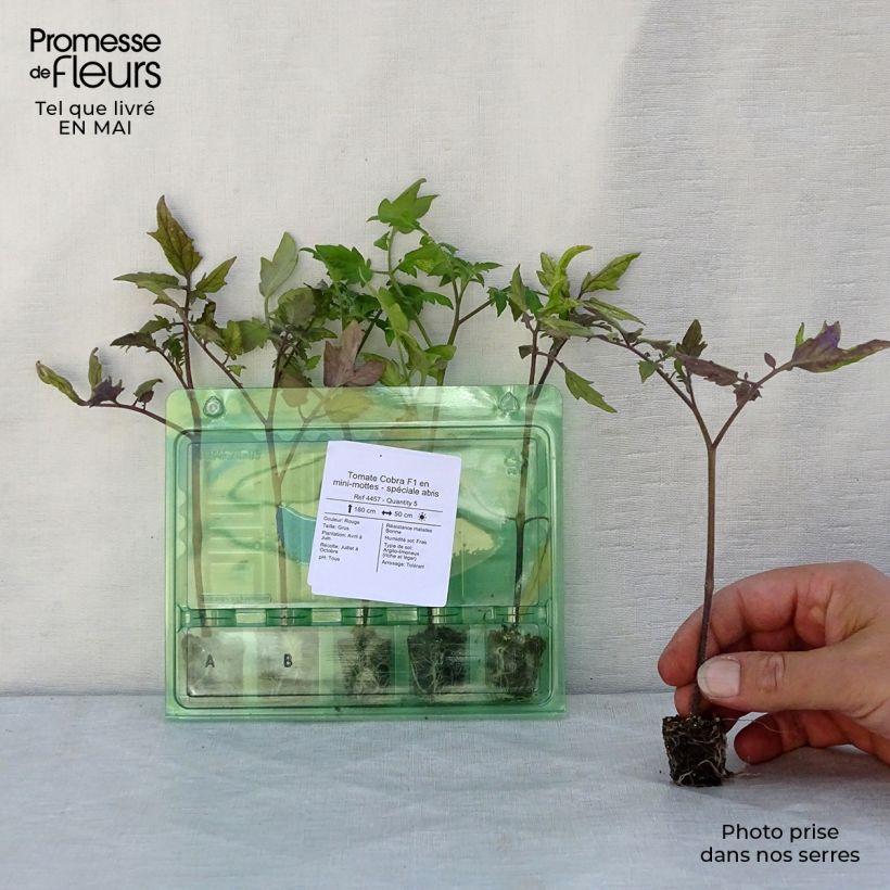 Tomate Cobra F1 minicepellón: Ø 3/4 cm Ejemplar entregado en la primavera