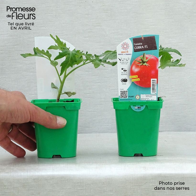 Tomate Cobra F1 Maceta de 10 cm/11 cm Ejemplar entregado en la primavera