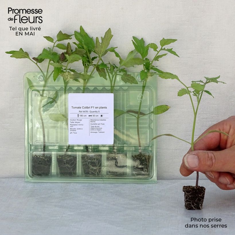 Tomate Colibri F1 en plants  Mini-motte Ø 3/4 cm Ejemplar entregado en la primavera