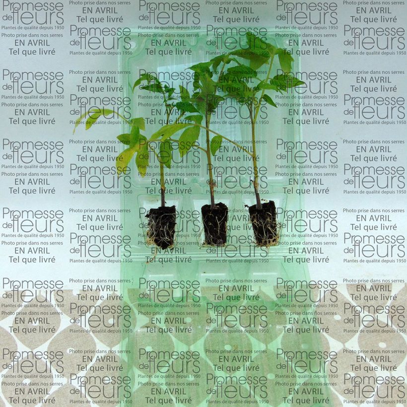 Ejemplo de ejemplar de Tomate Colibri F1 (Plantas de tomate injertadas) minicepellón: Ø 3/4 cm tal y como se entrega