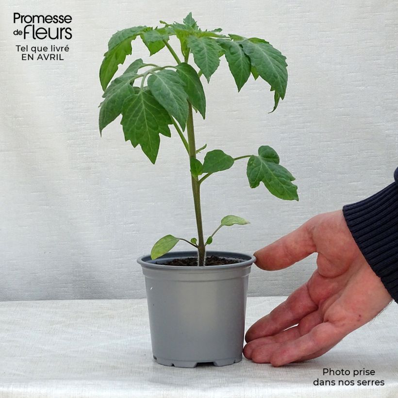 Tomate Colibri F1 en plants  godet de 8/9cm Ejemplar entregado en la primavera