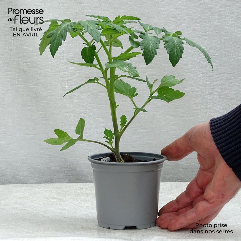 Tomate Cookie F1 - La sélection du chef Maceta de 10 cm/11 cm Ejemplar entregado en la primavera