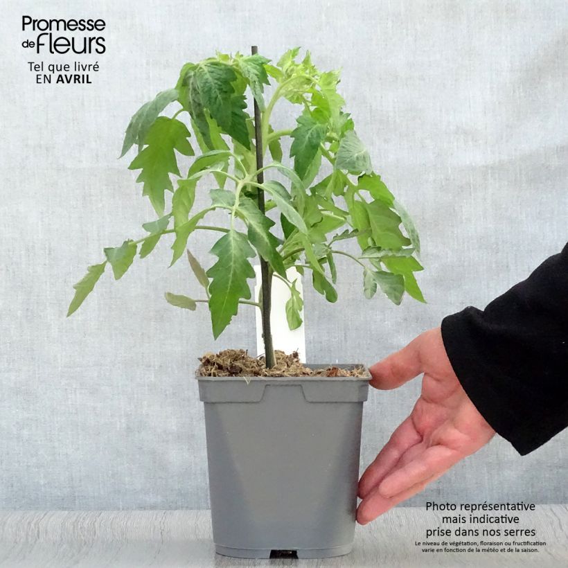 Tomate Corazon F1 (Plantas de tomate injertadas) Maceta 2L/3L Ejemplar entregado en la primavera