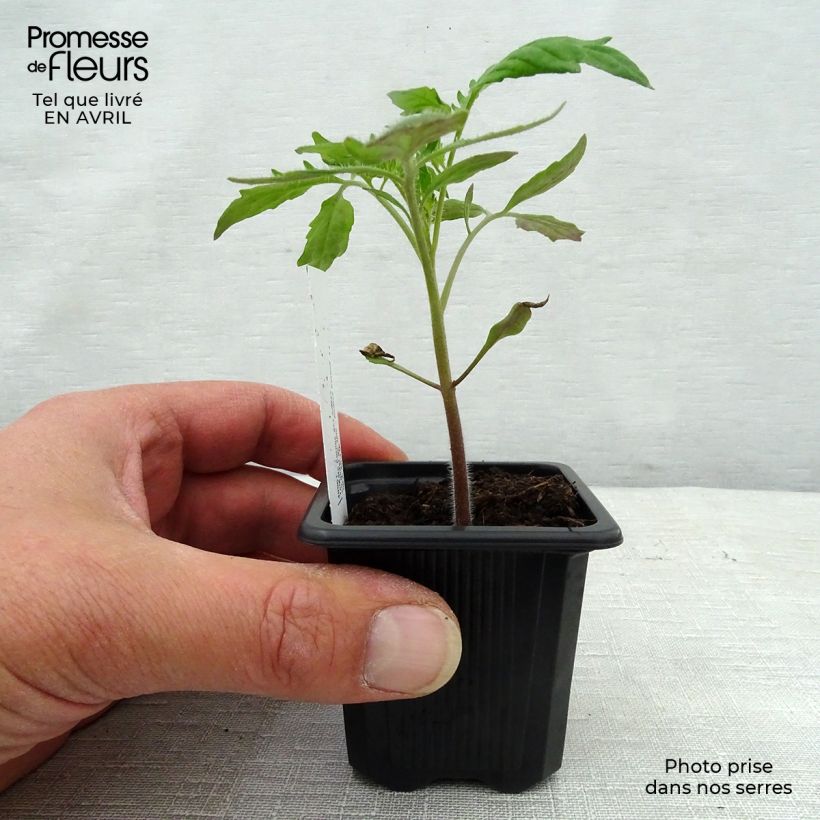 Tomate Andine Cornue Maceta de 7/8 cm Ejemplar entregado en la primavera