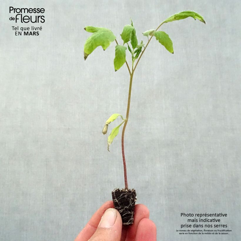 Tomate Andine Cornue minicepellón: Ø 3/4 cm Ejemplar entregado en la primavera