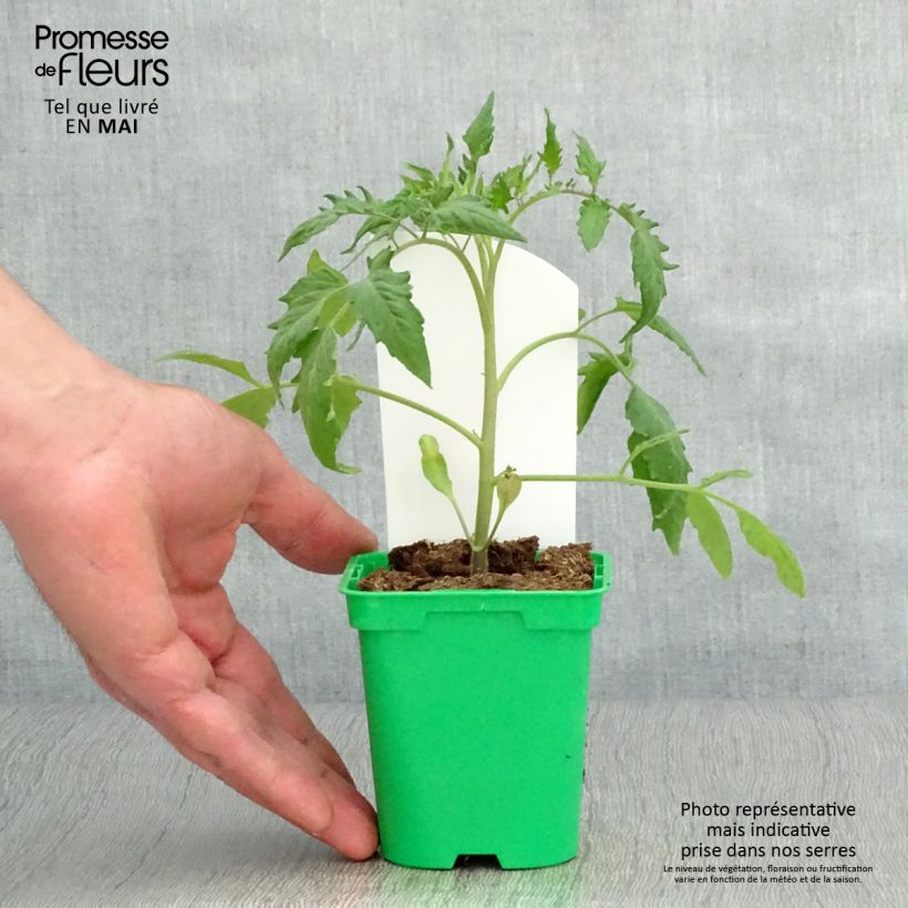 Tomate Andine Cornue Maceta de 10 cm/11 cm Ejemplar entregado en la primavera