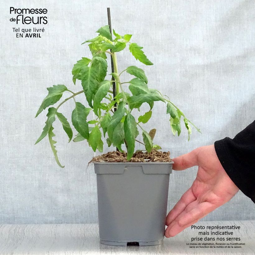 Tomate Andina Cornue  Maceta 2L/3L Ejemplar entregado en la primavera