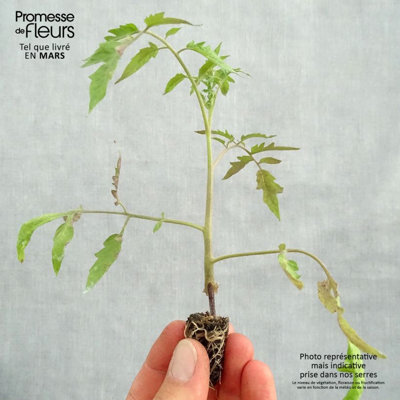 Jitomate silvestre Cuor di Bue (planta injertada) minicepellón: Ø 1,5/2,5 cm Ejemplar entregado en la primavera