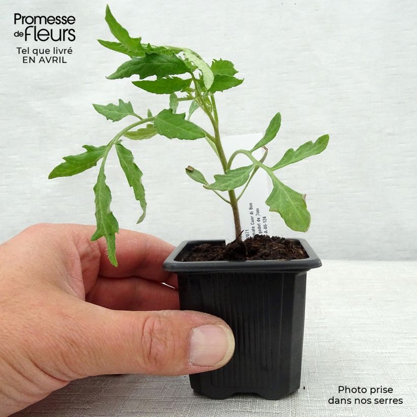 Jitomate silvestre Cuor di Bue (planta) Maceta de 7/8 cm Ejemplar entregado en la primavera