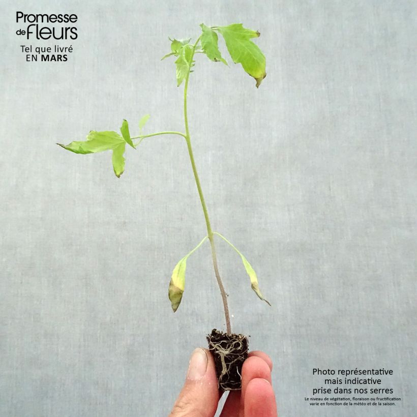 Jitomate silvestre Cuor di Bue (planta) minicepellón: Ø 3/4 cm Ejemplar entregado en la primavera