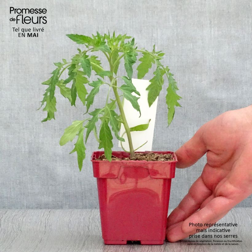 Jitomate silvestre Cuor di Bue - BIO (planta) Maceta de 10 cm/11 cm Ejemplar entregado en la primavera
