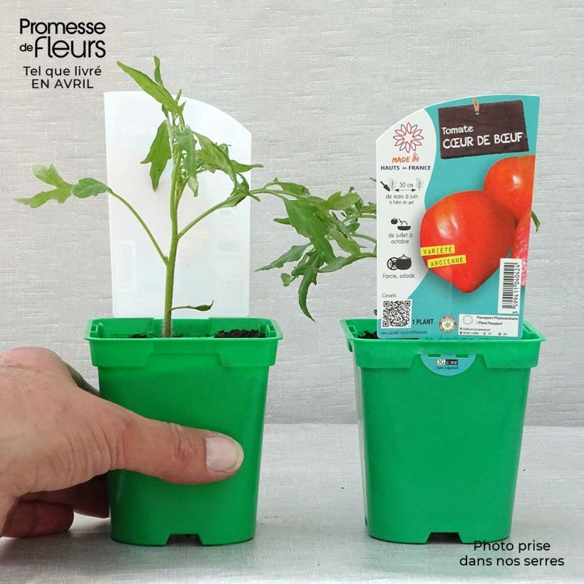 Jitomate silvestre Cuor di Bue (planta) Maceta de 10 cm/11 cm Ejemplar entregado en la primavera