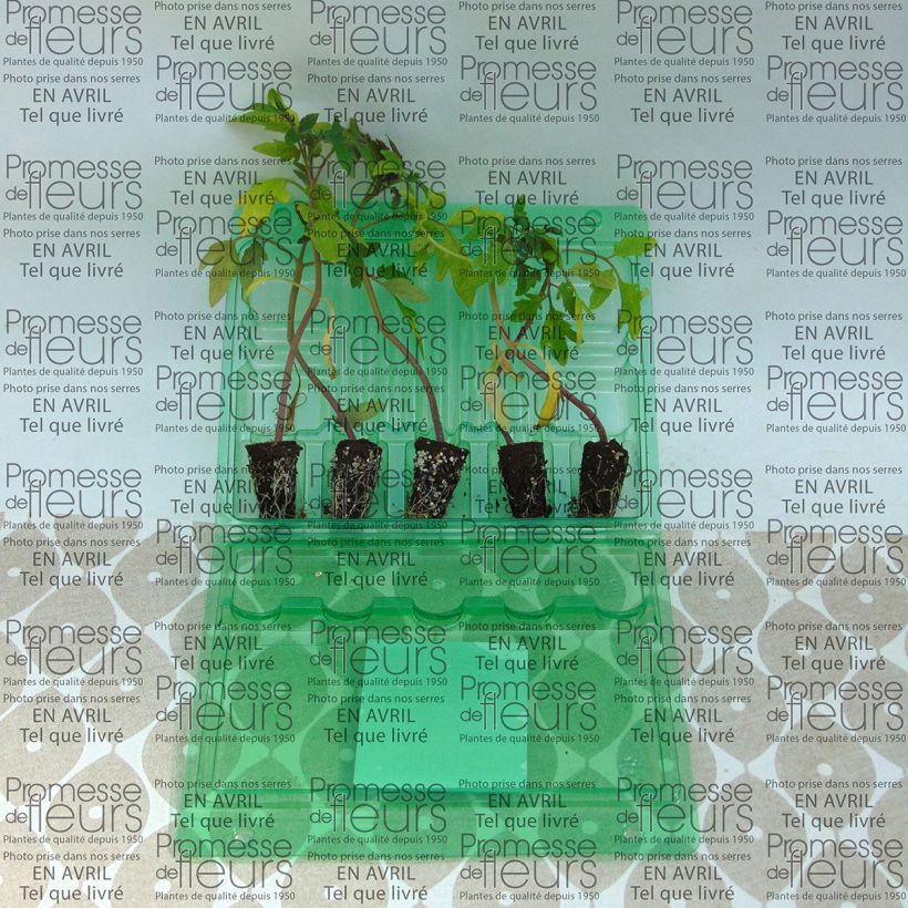 Ejemplo de ejemplar de Tomate Delizia F1 (planta) minicepellón: Ø 3/4 cm tal y como se entrega