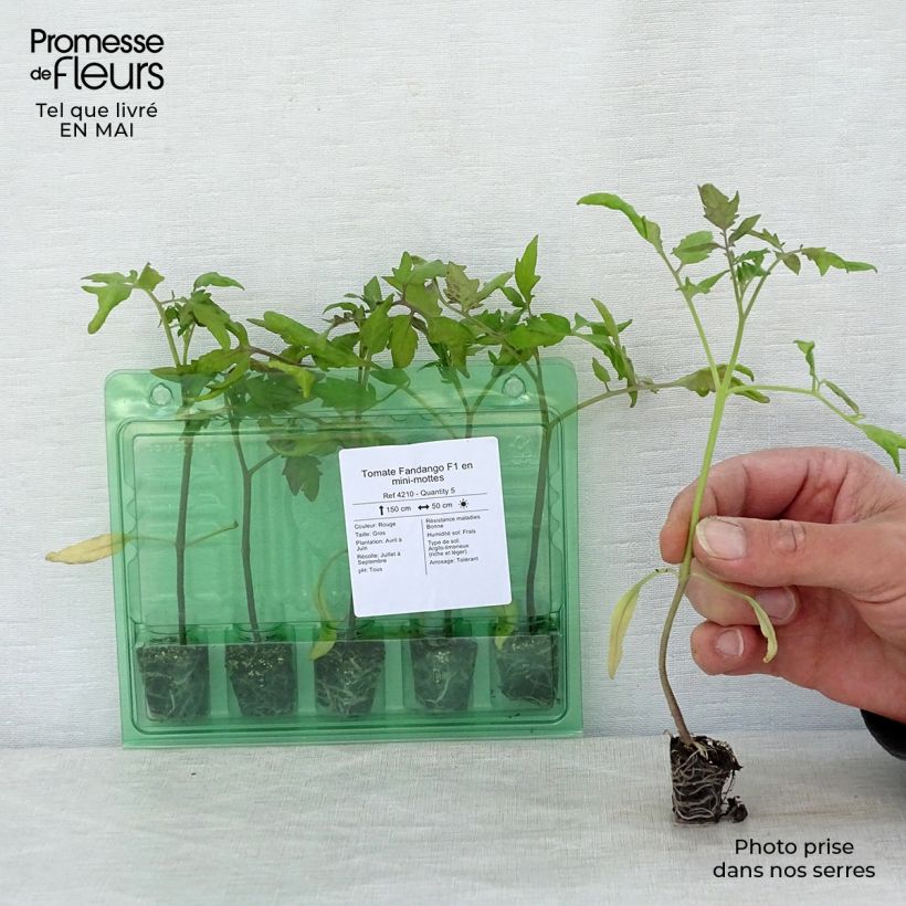Tomate Fandango F1 en plants Mini-motte Ø 3/4 cm, Livré en hauteur de 5 à 10 cm Ejemplar entregado en la primavera