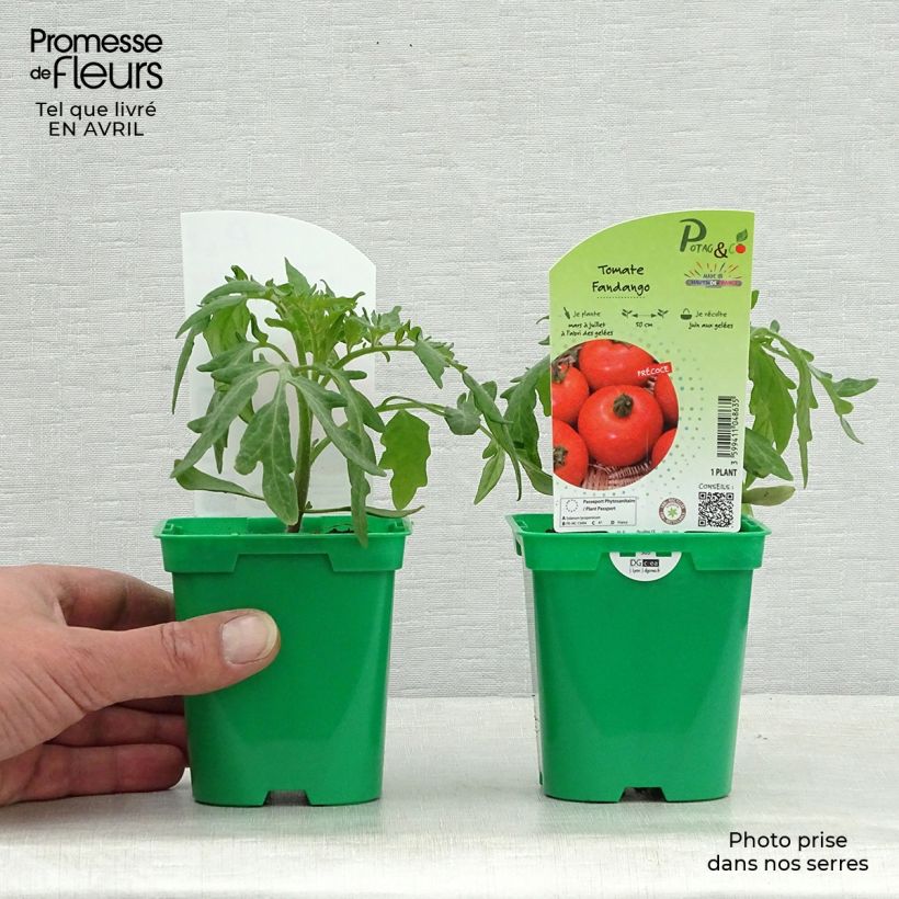 Tomate Fandango F1 en plants Pot de 10 cm/11cm Ejemplar entregado en la primavera