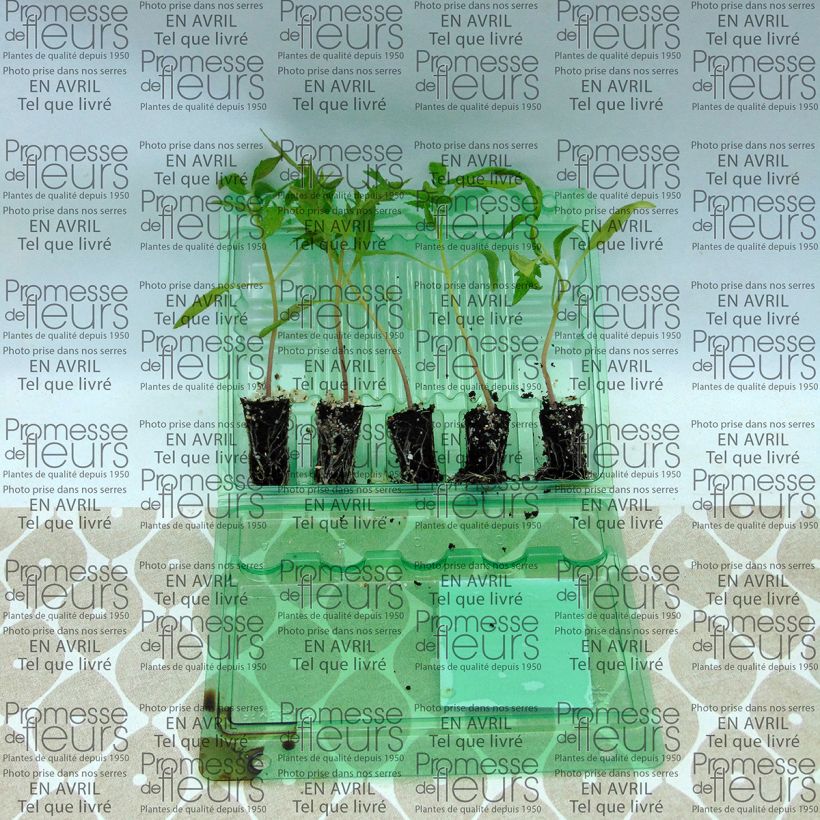 Ejemplo de ejemplar de Tomate Fleurette F1 en plants - Vrai type Cœur de Bœuf hybride Mini-motte 4 cm tal y como se entrega