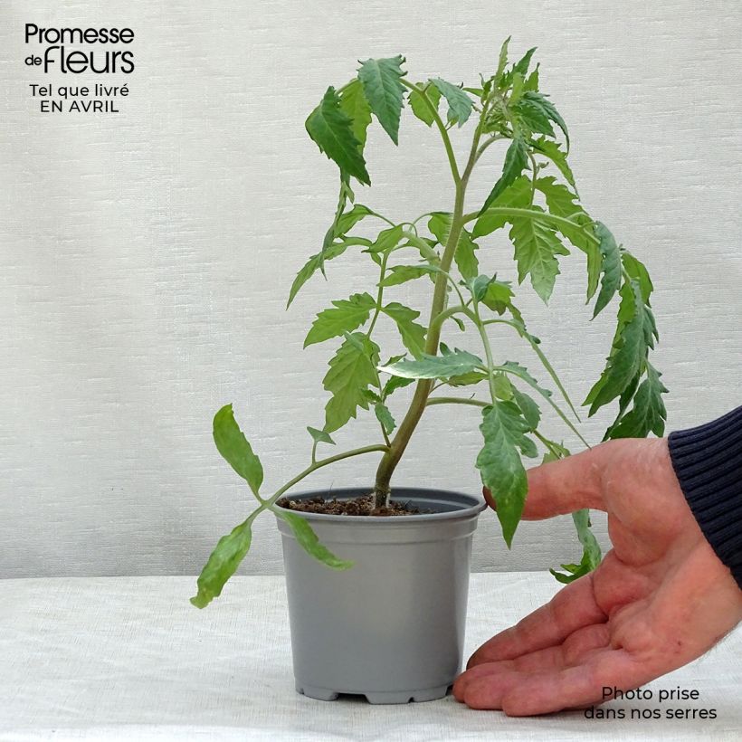 Tomate Gagliardo F1 Maceta de 10 cm/11 cm Ejemplar entregado en la primavera