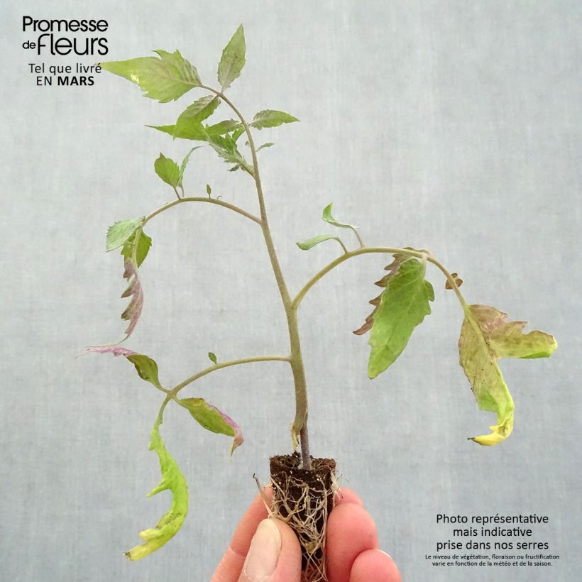 Tomate Gagliardo F1 minicepellón: Ø 1,5/2,5 cm Ejemplar entregado en la primavera