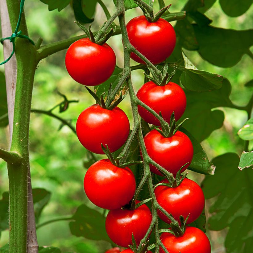 Tomate cherri Gardener's Delight (Cosecha)