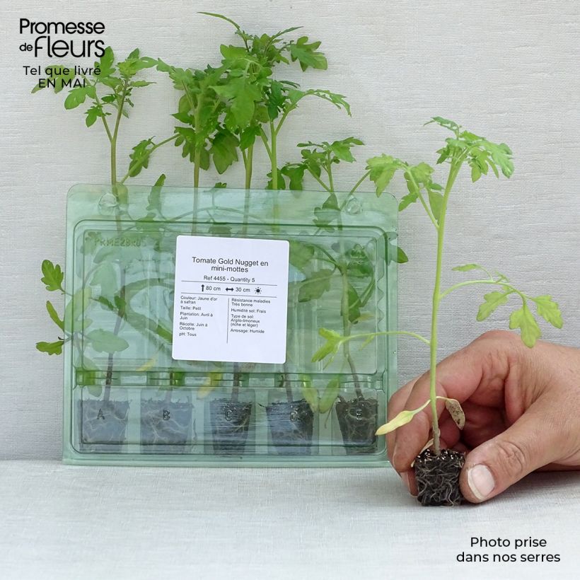 Tomate cherri Gold Nugget minicepellón: Ø 3/4 cm Ejemplar entregado en la primavera