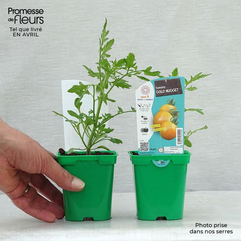 Tomate cherri Gold Nugget Maceta de 10 cm/11 cm Ejemplar entregado en la primavera