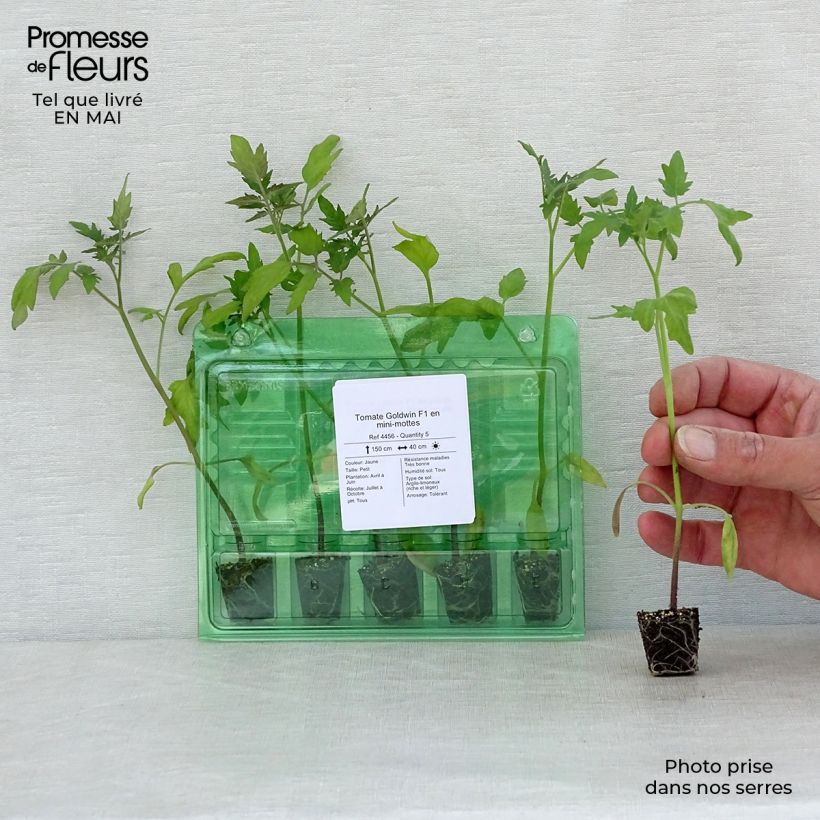 Tomate cherri Goldwin F1 minicepellón: Ø 3/4 cm Ejemplar entregado en la primavera