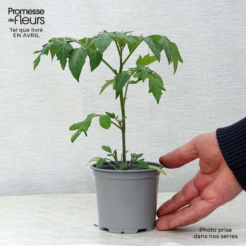 Tomate cherri Goldwin F1 Maceta de 10 cm/11 cm Ejemplar entregado en la primavera