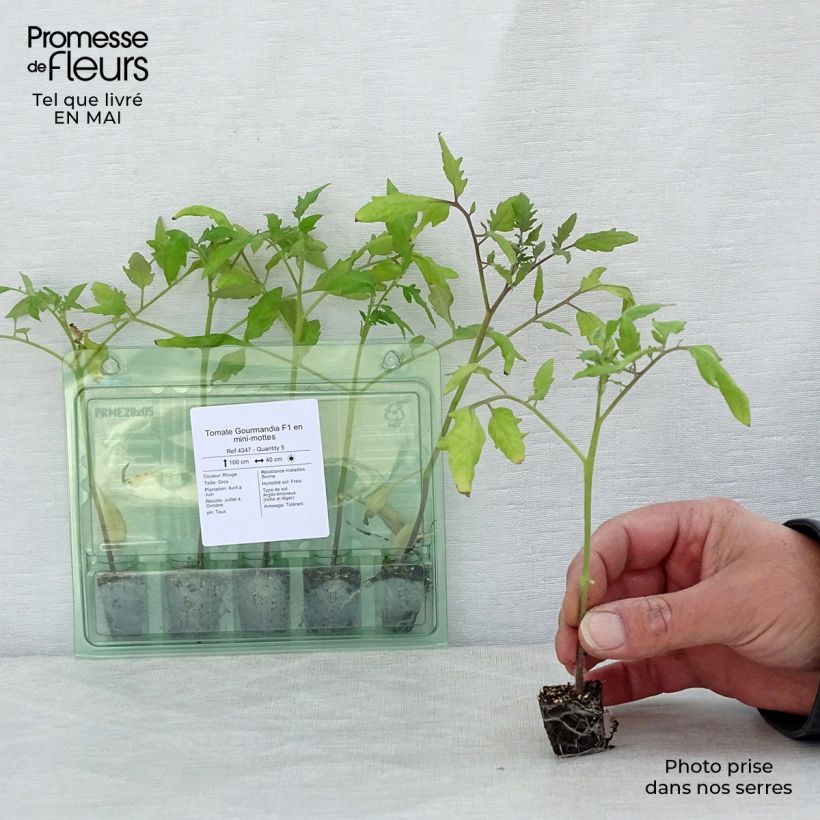 Tomate Gourmandia F1 en plants Mini-motte Ø 3/4 cm, Livré en hauteur de 5 à 10 cm Ejemplar entregado en la primavera