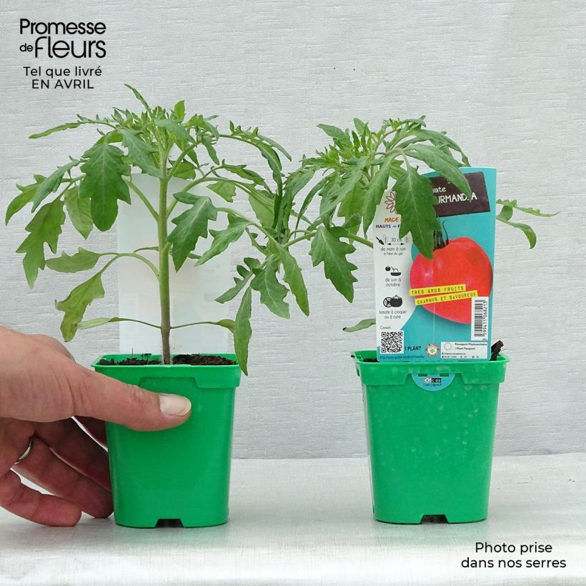 Tomate Gourmandia F1 en plants Pot de 10 cm/11cm Ejemplar entregado en la primavera
