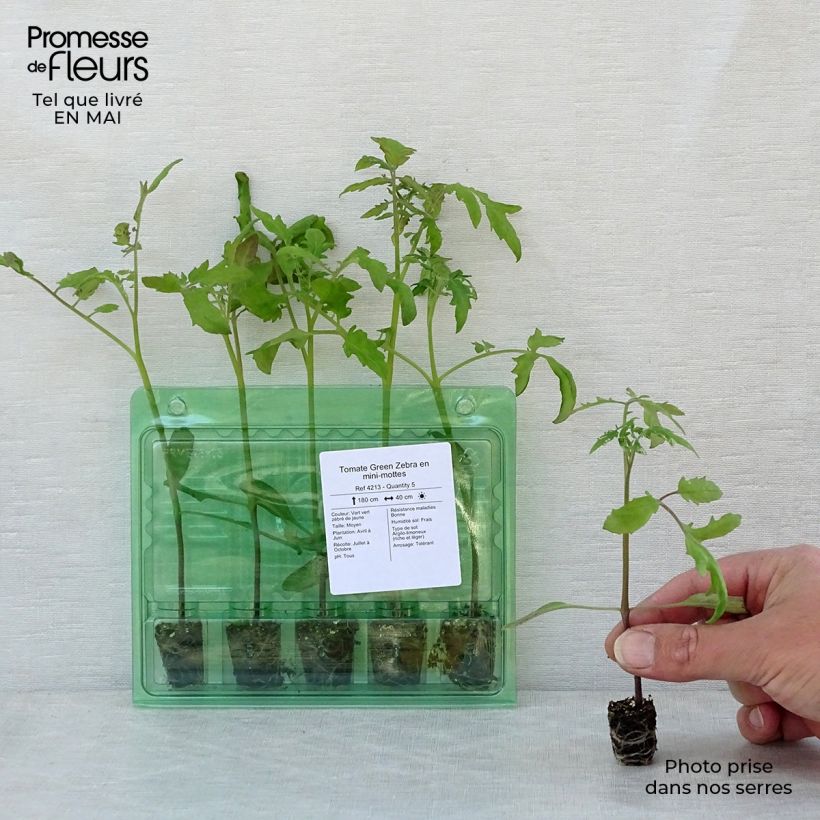 Tomate Green Zebra (planta) minicepellón: Ø 3/4 cm Ejemplar entregado en la primavera