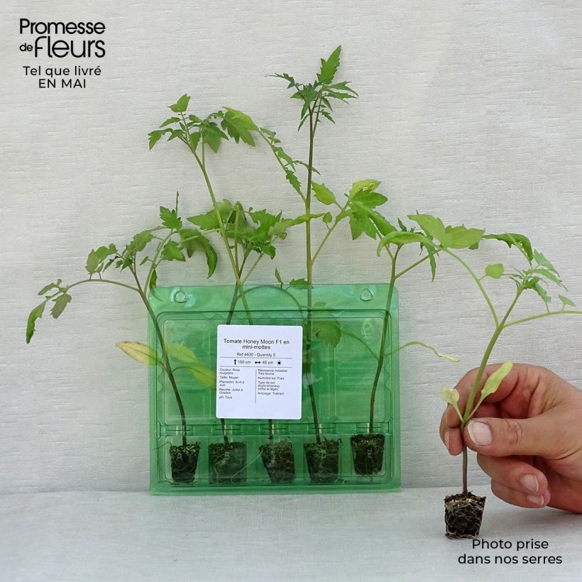 Tomate Honey Moon F1 (planta) minicepellón: Ø 3/4 cm Ejemplar entregado en la primavera