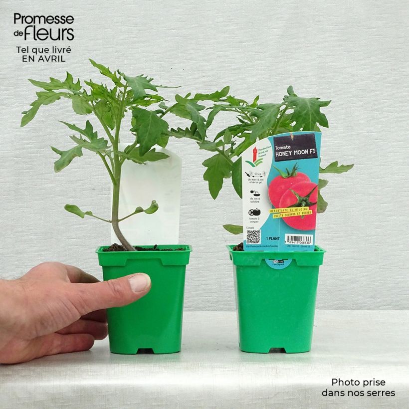 Tomate Honey Moon F1 (planta) Maceta de 10 cm/11 cm Ejemplar entregado en la primavera