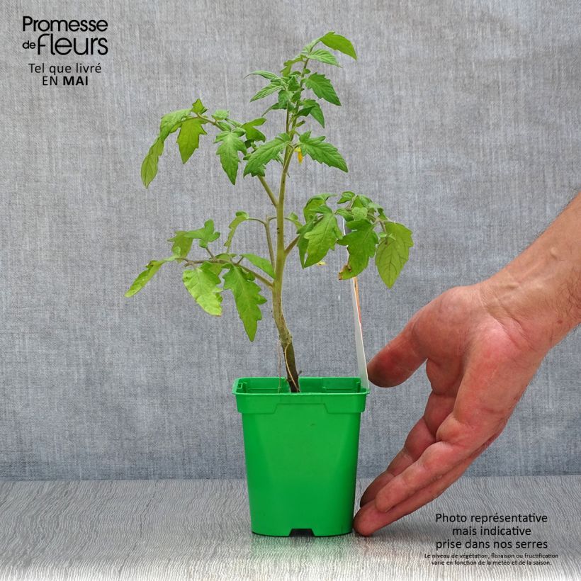 Tomate Lemon Boy F1 en plants GREFFES Pot de 10,5 cm Ejemplar entregado en la primavera