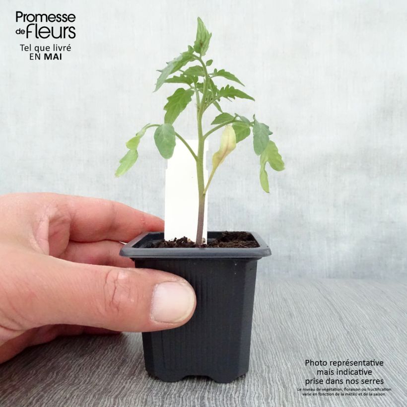 Tomate Maestria Maceta de 7/8 cm Ejemplar entregado en la primavera