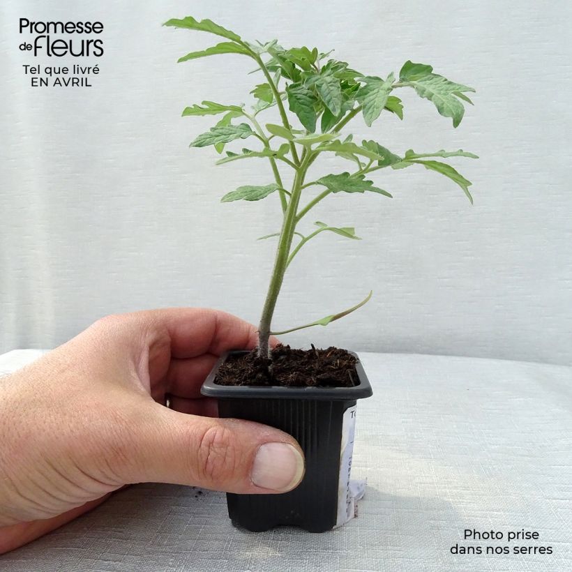 Tomate Marmande (planta) Maceta de 7/8 cm Ejemplar entregado en la primavera