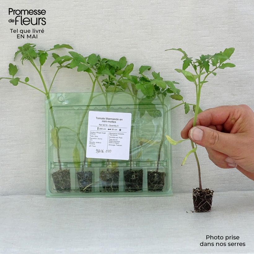 Tomate Marmande (planta) minicepellón: Ø 3/4 cm Ejemplar entregado en la primavera
