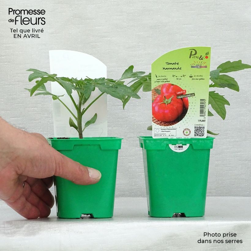 Tomate Marmande (planta) Maceta de 10 cm/11 cm Ejemplar entregado en la primavera