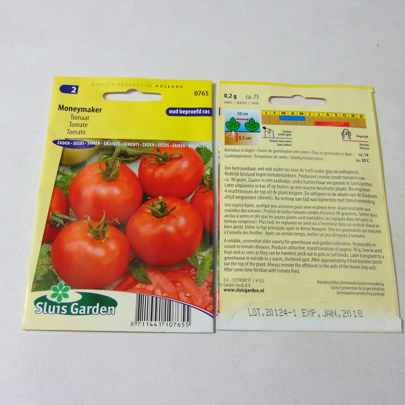 Ejemplo de ejemplar de Tomate Moneymaker - Solanum lycopersicum  Graines tal y como se entrega
