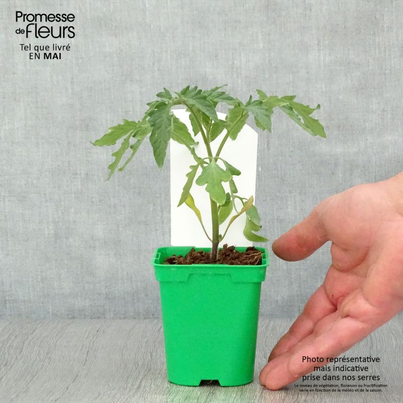 Tomate Montfavet 63-5 F1 en plants Pot de 10 cm/11cm Ejemplar entregado en la primavera