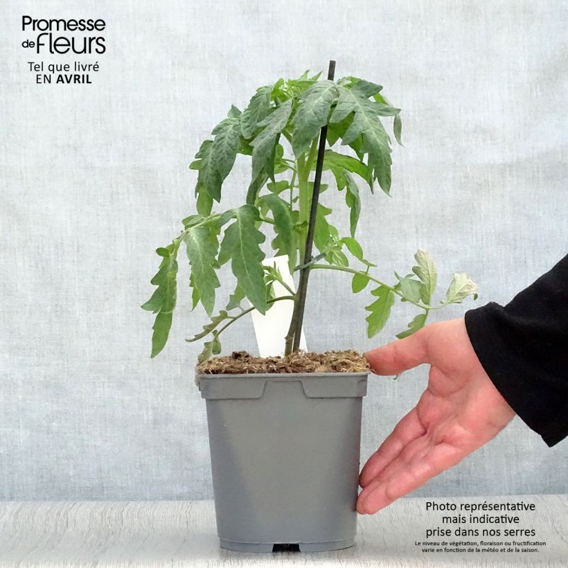 Tomate Montfavet Maceta 2L/3L Ejemplar entregado en la primavera
