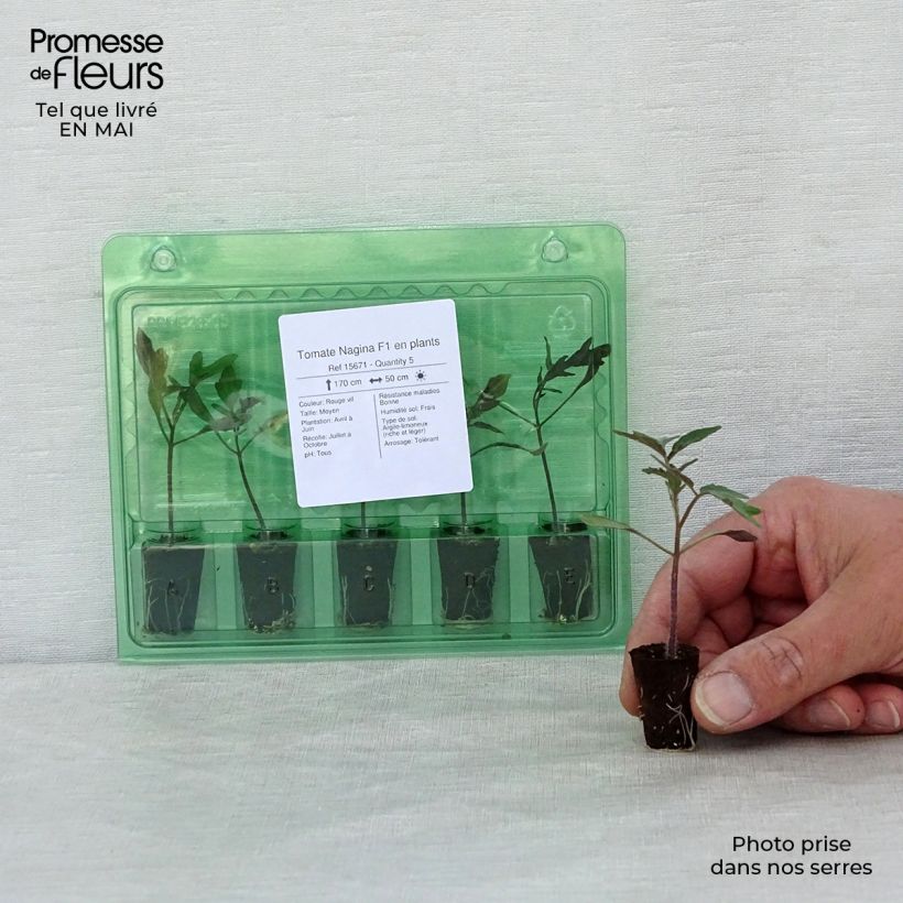 Tomate Nagina F1 en plants Mini-motte 2,,3 cm Ejemplar entregado en la primavera