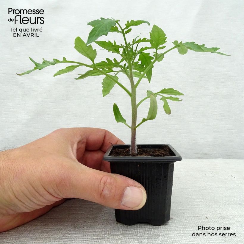 Tomate Noire de Crimée (planta) Maceta de 7/8 cm Ejemplar entregado en la primavera