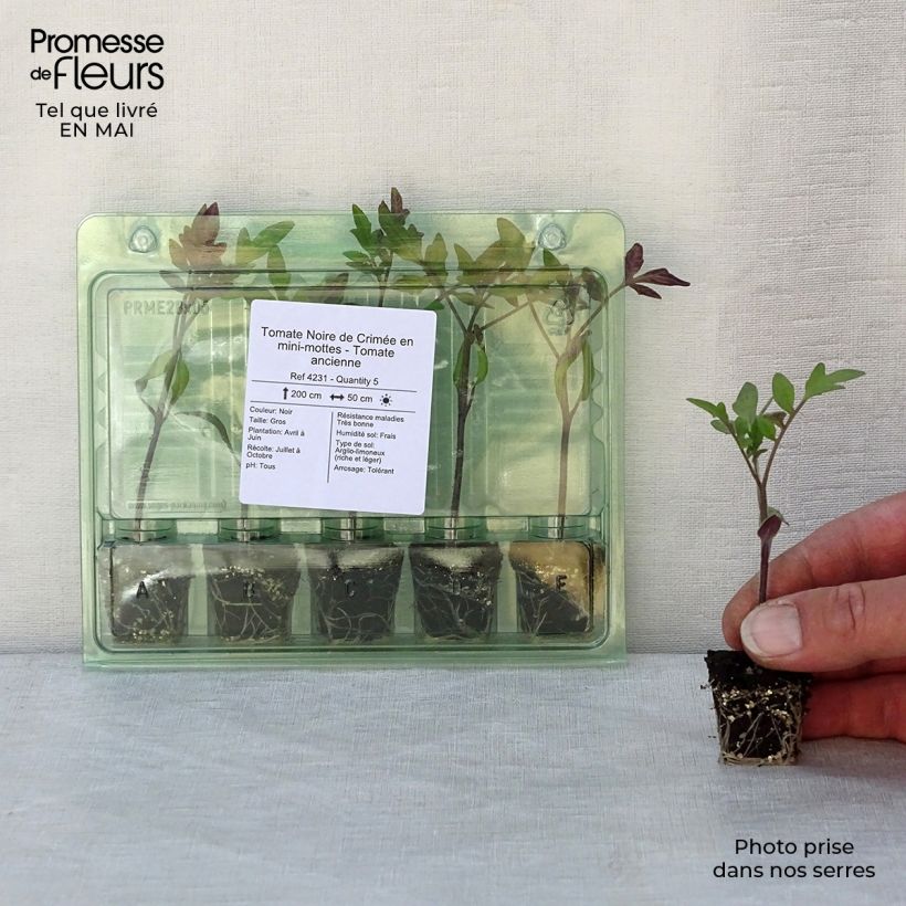 Tomate Noire de Crimée (planta) minicepellón: Ø 3/4 cm Ejemplar entregado en la primavera