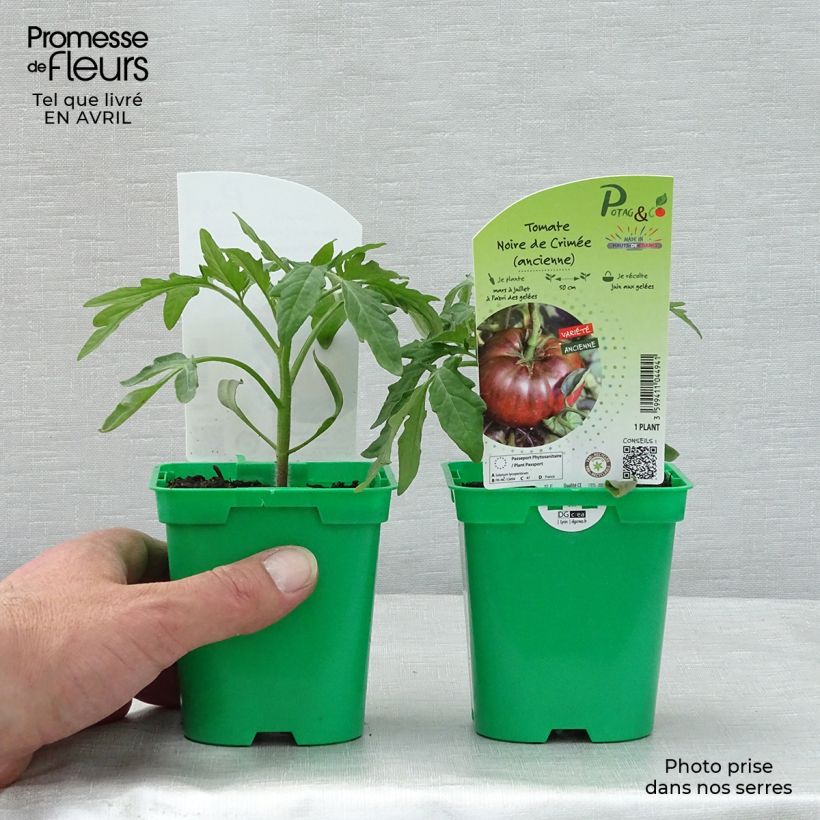 Tomate Noire de Crimée (planta) Maceta de 10 cm/11 cm Ejemplar entregado en la primavera